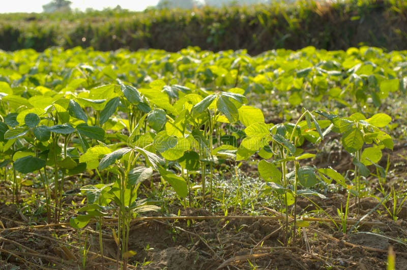 Soybean farm stock image. Image of cultivate, countryside 37278029