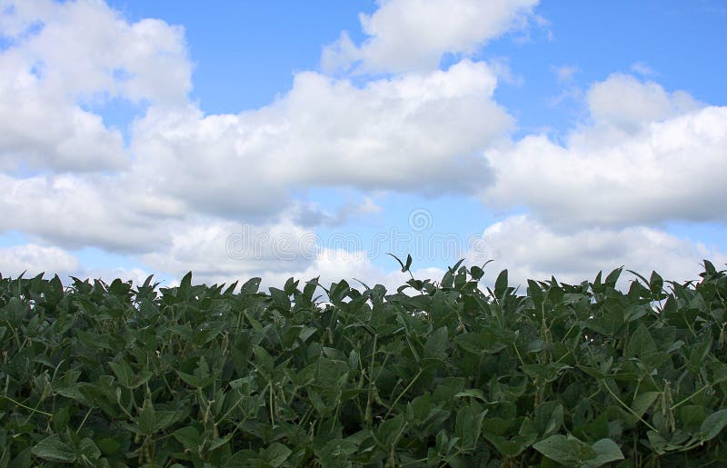 Soybean field