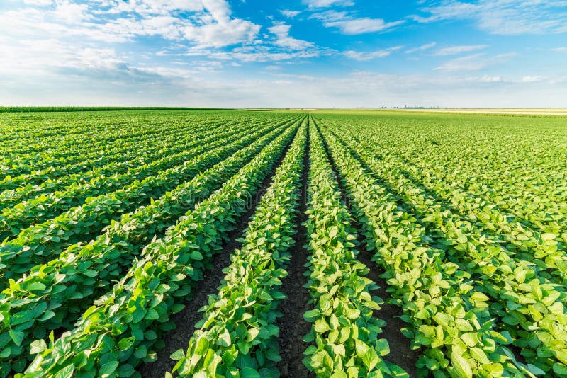Soybean field ripening at spring season, agricultural landscape. stock photo Soybean field ripening at spring season, agricultural landscape. stock photo