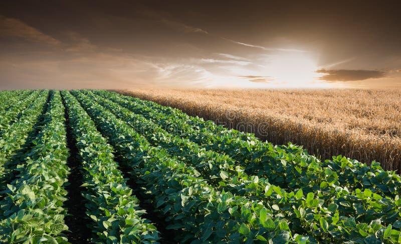 Spring Fields and Sky Background - Beautiful Nature Landscape Stock Photo - Imag