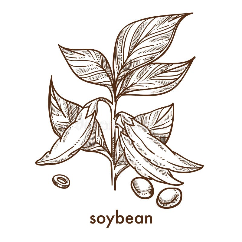 Soy Twig Soybean Vector Set Illustration Stock Vector (Royalty Free)  260541023 | Shutterstock