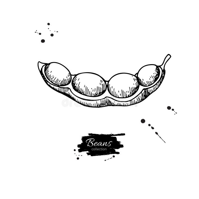 Soybean blossom longitudinal section (adapted from McGregor, 1976). |  Download Scientific Diagram