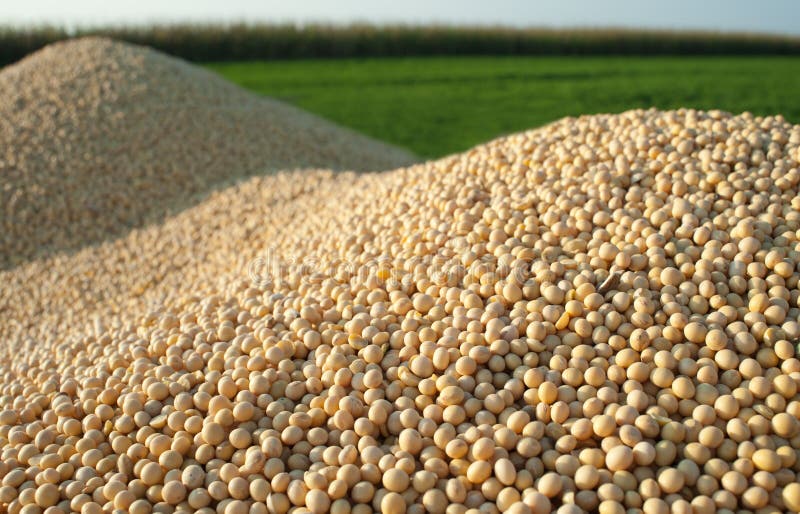 Soybean Harvest