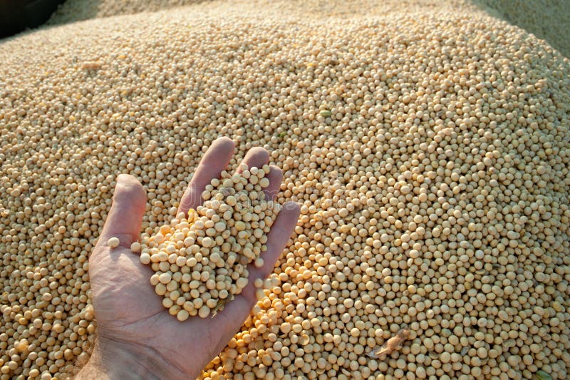 Soybean Harvest stock photo. Image of agriculture, bean 19196100