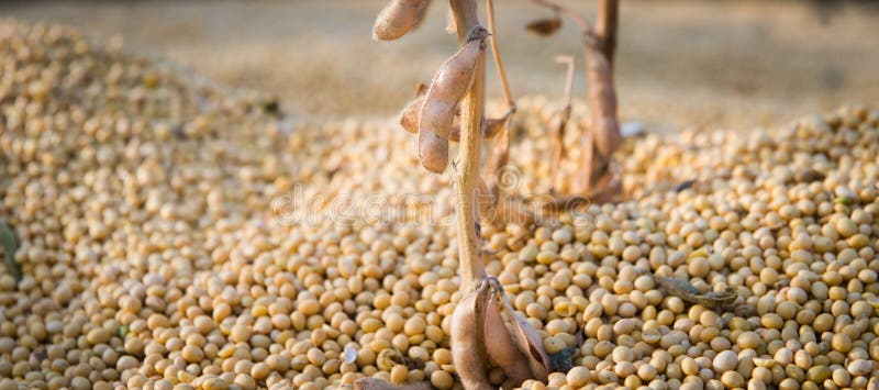 Soybean harvest
