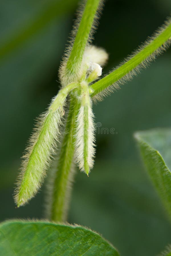 Soybean Leaves stock photo. Image of stem, grain, closeup 43908170