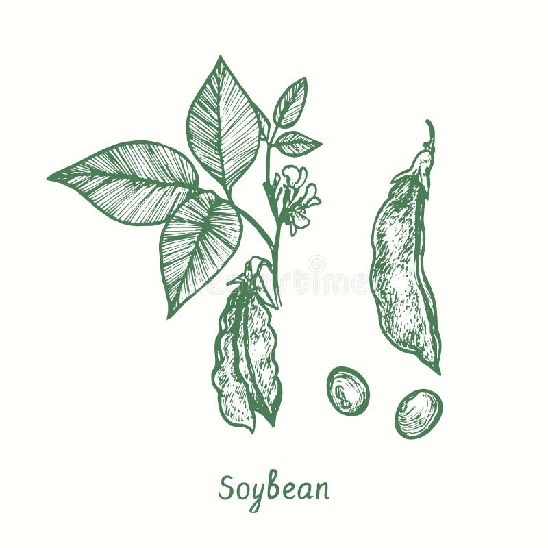 Soybean Grains On Stem With Leaves Monochrome Sketch. Plant With Edible  Fruits That Fit For Vegetarians And Replace Meat Products Isolated Cartoon  Flat Vector Illustration On White Background. Royalty Free SVG, Cliparts,