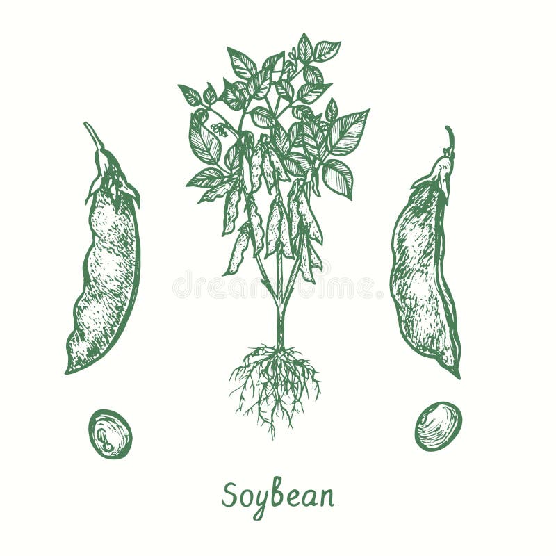 1,852 Soybean Stock Illustrations | Depositphotos