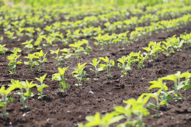 Soybean plant in summer royalty free stock images Soybean plant in summer royalty free stock images