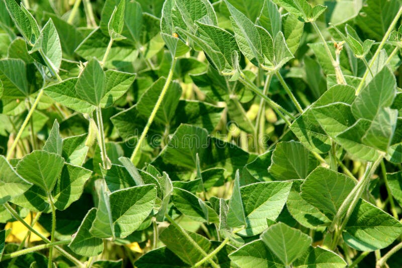 Soybean Plants In Garden Stock Photos Image 33708373