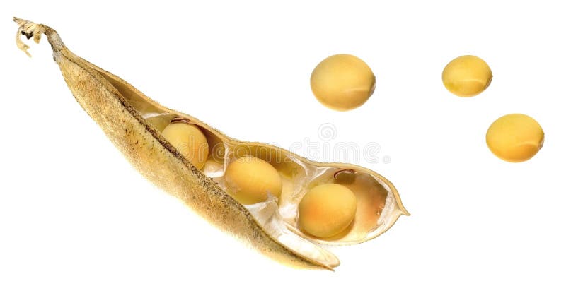 Soybean pod stock photo. Image of bean, soybean, grow - 19095000