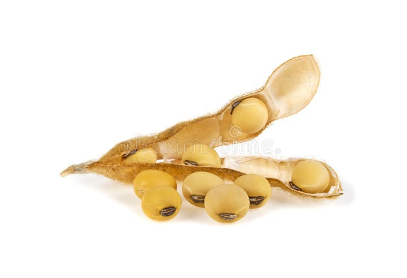 Soybean Pods Isolated on White Background. Soya - Protein Plant for ...