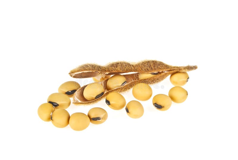 Soybean Pods Isolated on White Background. Soya - Protein Plant for ...