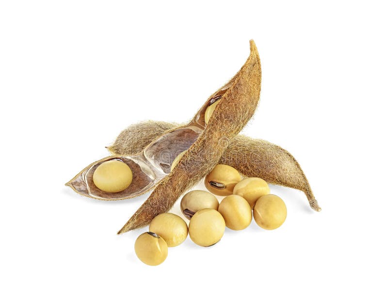 Soybean Pods Isolated on White Background. Soya - Protein Plant for ...