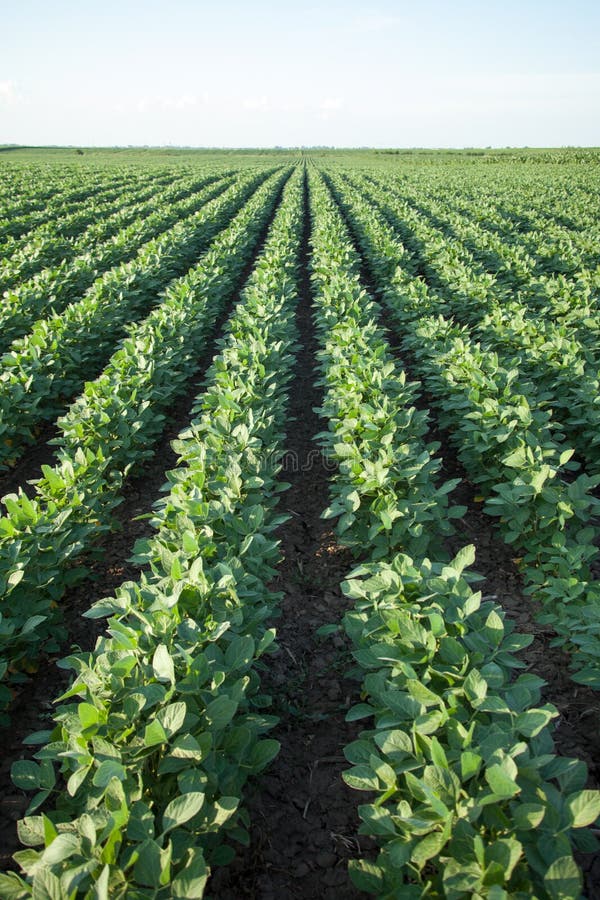 Soybean Rows on Field stock images