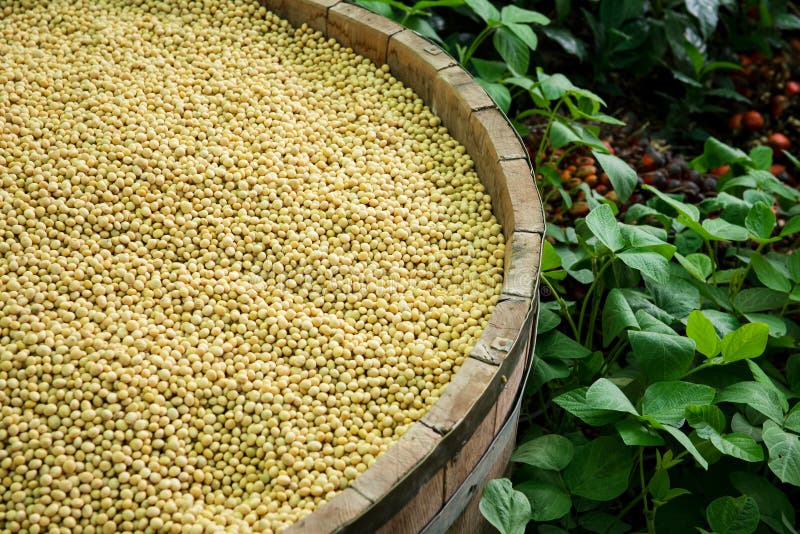 Soybean seed stock image. Image of ingredient, diet, nutrition 35814219