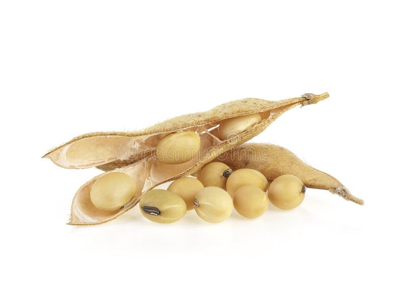 Soybean Seeds And Pods Isolated On White Background Stock Image - Image ...