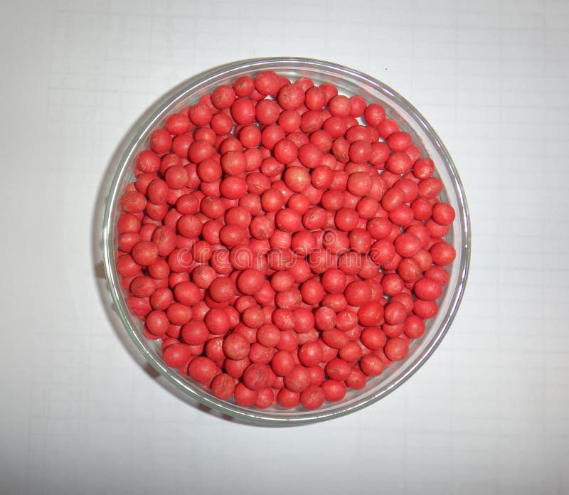Soybean Seeds stock photo. Image of seed, treated, petri 94718964
