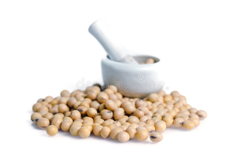 Soybean or Soy Bean on White Background Stock Photo Image of crop