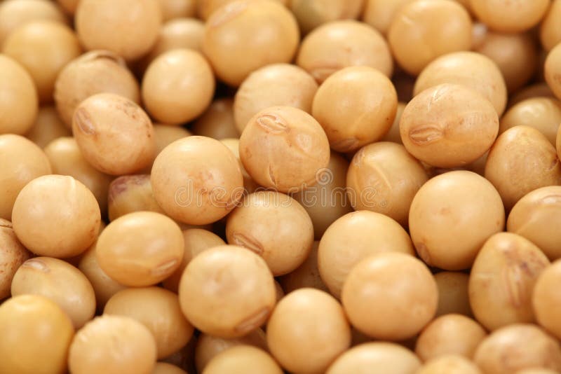 Soybeans stock image. Image of soybeans, food, seeds, healthy 6660805