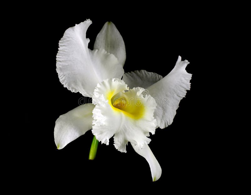 Spécimen De Fleur Blanche D'orchidée De Cattleya Photo stock - Image du  ivoire, fleur: 150847144