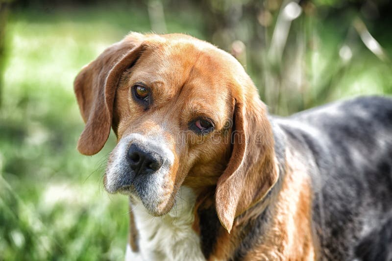 Hund Mit Den Langen Ohren Bild. Bild 1969077