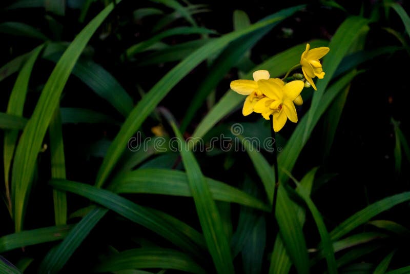 Orquídea Amarela Dos Spathoglottis No Jardim Foto de Stock - Imagem de  botânica, nave: 83758666