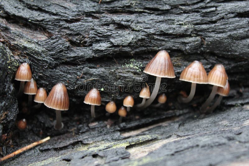 Australian Fungus Mycena sp at Wilsons Promontory National Park, Victoria. Australian Fungus Mycena sp at Wilsons Promontory National Park, Victoria