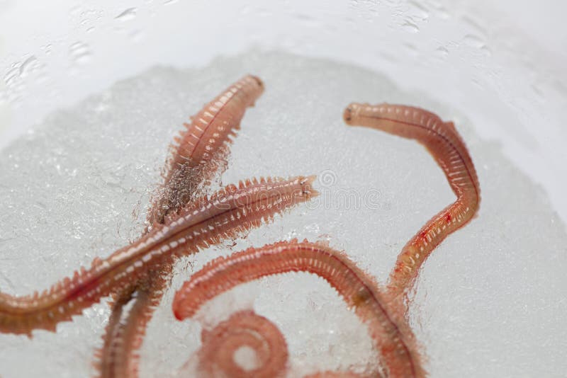 Черви в песке. Многощетинковый червь (perinereis cultrifera). Морской червяк в песке.
