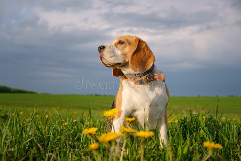 Sp?rhundhund auf einem Weg im Fr?hjahr auf dem Feld mit gelbem L?wenzahn lizenzfreie stockfotos Sp?rhundhund auf einem Weg im Fr?hjahr auf dem Feld mit gelbem L?wenzahn lizenzfreie stockfotos