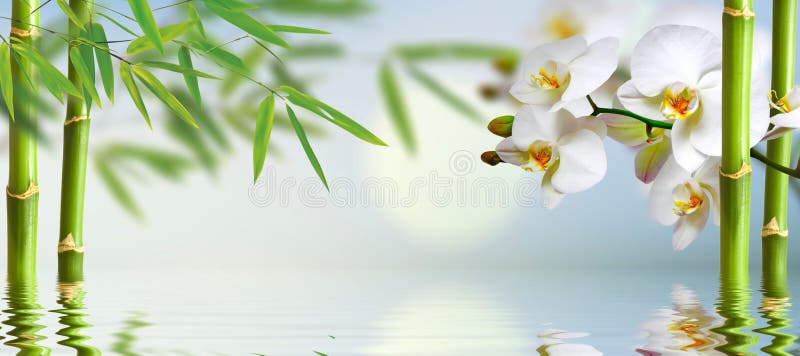 Hình ảnh phông nền Spa với cây tre và hoa lan – Mời bạn đến với thế giới của những bông hoa Ochideen tuyệt đẹp và tre xanh tươi mát. Đồng thời, bạn cũng được tận hưởng không gian thư giãn và cảm nhận được chuỗi dịch vụ Spa chuyên nghiệp. 