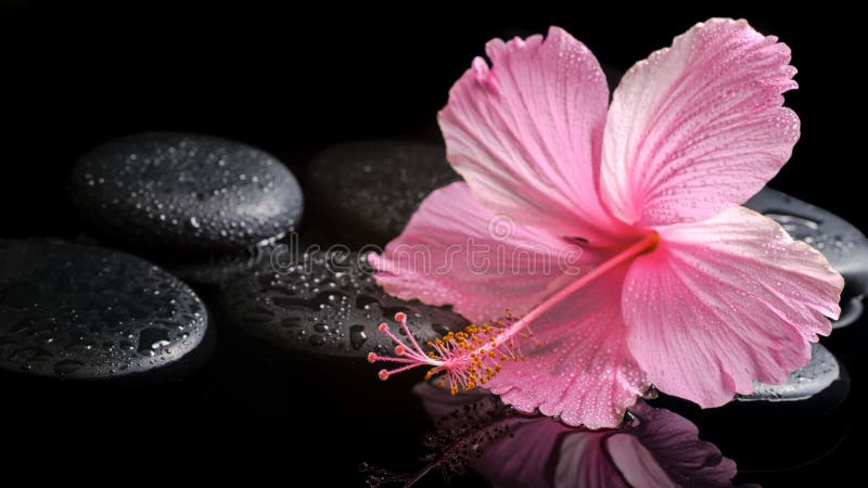 Spa concept of blooming pink hibiscus on zen stones with drops