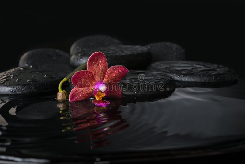 Spa concept of dark purple orchid (phalaenopsis) with bud royalty free stock image Spa concept of dark purple orchid (phalaenopsis) with bud royalty free stock image