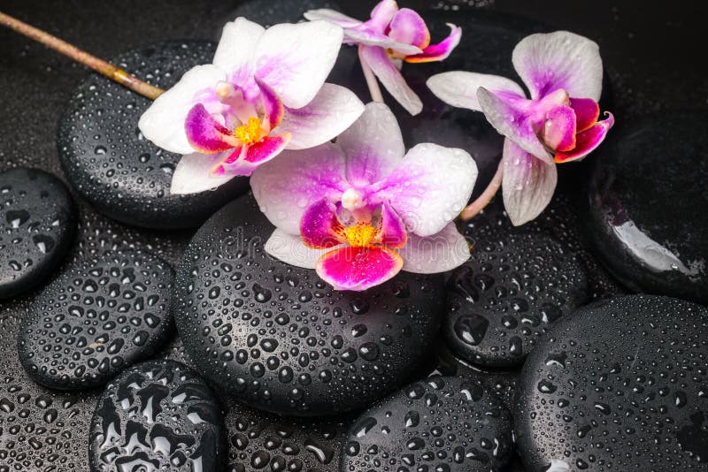 Spa concept with pink with red orchid flower and zen stones