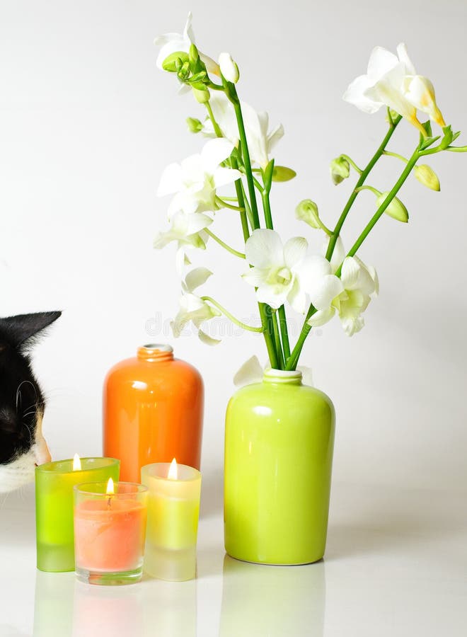 Cat smelling candle lights from a spa decoration. Cat spa stock images, royalty-free photos and pictures