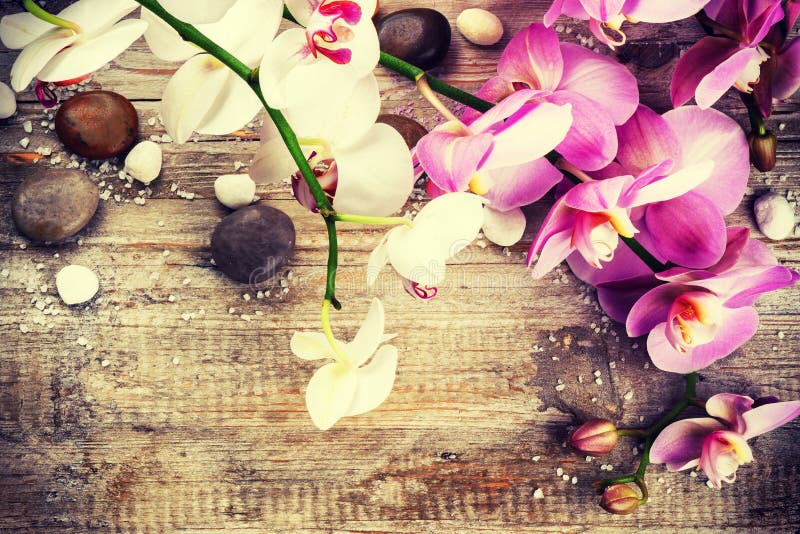 Spa Setting with Orchid Flowers and Massage Stones. Wellness and Stock
