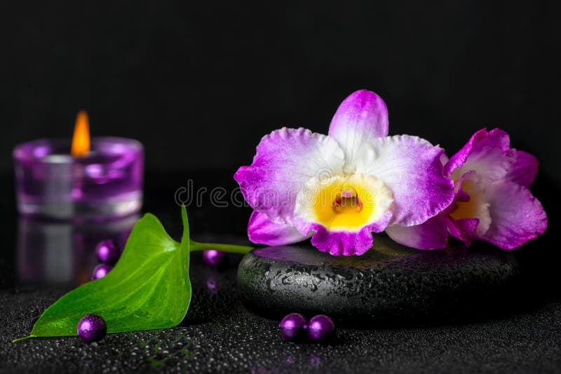 Spa still life of purple orchid dendrobium with dew on black zen stone, green leaf, beads and candles