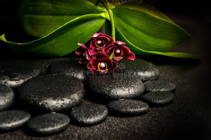 Spa stilleben av härligt djupt - purpurfärgad orkidéblomma, phalaenop royaltyfri bild Spa stilleben av härligt djupt - purpurfärgad orkidéblomma, phalaenop royaltyfri bild