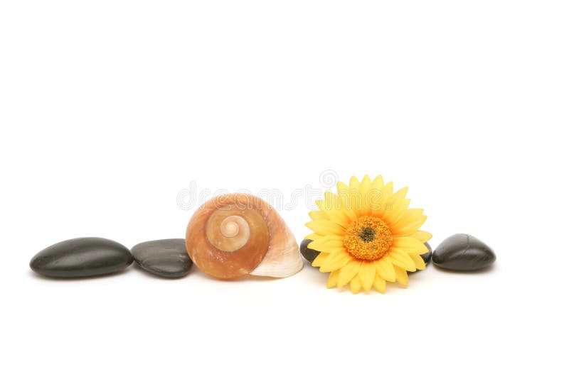 Spa stones, seashell and daisy