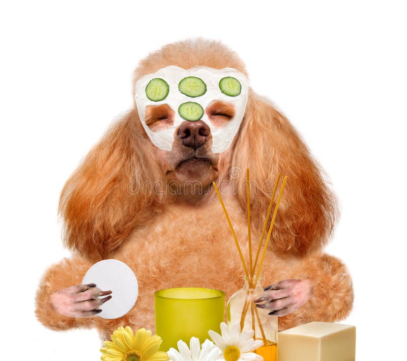 Spa wash dog. Isolated on white. Cat spa stock images, royalty-free photos and pictures