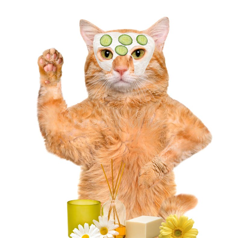 Spa wash cat. Isolated on white. Cat spa stock images, royalty-free photos and pictures