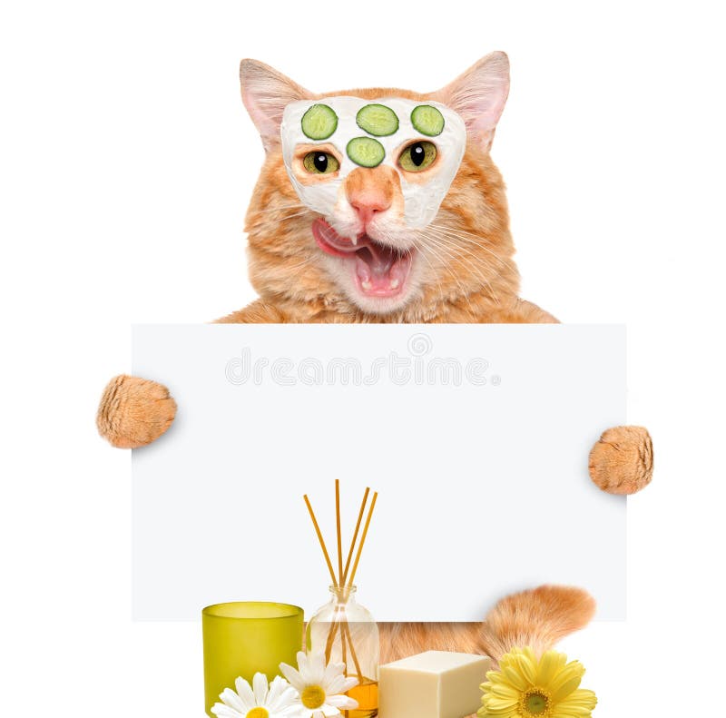 Spa wash cat. Isolated on white. Cat spa stock images, royalty-free photos and pictures