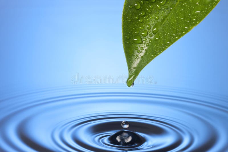 Una singola foglia verde con una goccia di acqua che si forma sulla punta e un ondeggianti e acque blu di sfondo.