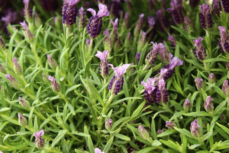 Spaanse lavendel in de tuin royalty-vrije stock foto's Spaanse lavendel in de tuin royalty-vrije stock foto's