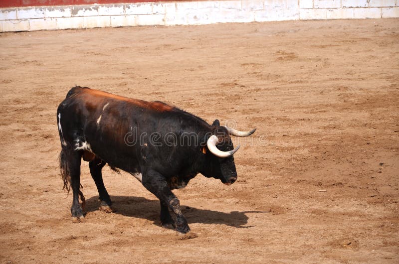 Spanish bull on a bullring during corrida show in Fontanar, Spain. Spanish bull on a bullring during corrida show in Fontanar, Spain.