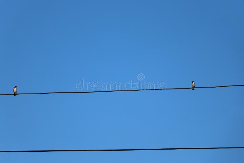 Space of two birds holding on the wire with blue sky stock photos Space of two birds holding on the wire with blue sky stock photos