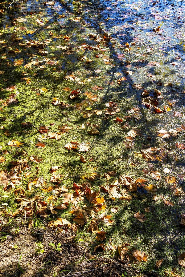 Spadać jesieni gałąź i liście klonowi ocieniają na marshy staw powierzchni zdjęcie stock Spadać jesieni gałąź i liście klonowi ocieniają na marshy staw powierzchni zdjęcie stock