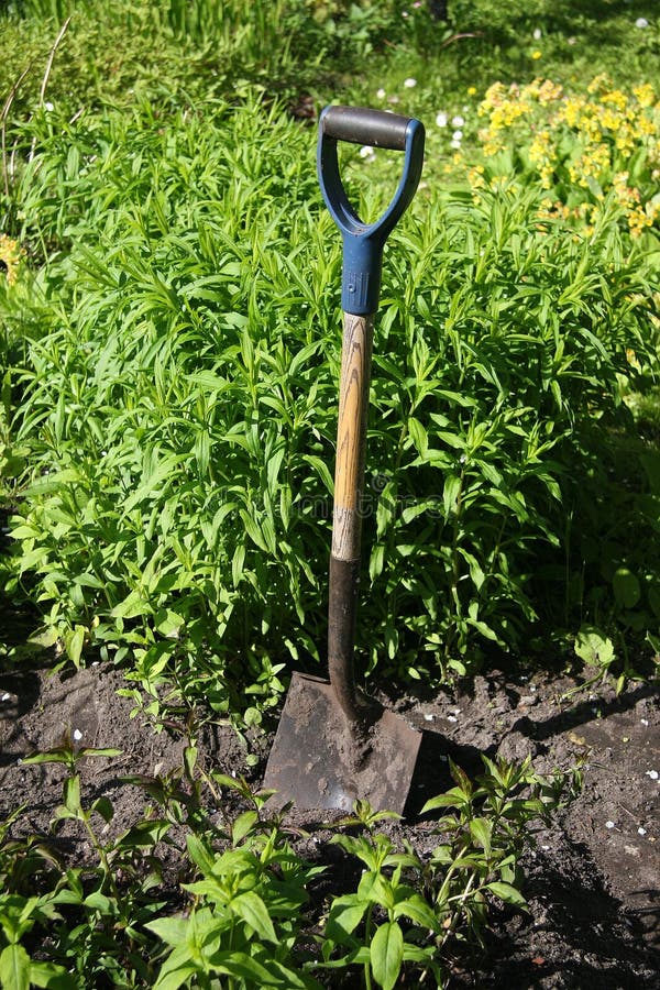 A spade in the ground stock image. Image of mulch, potted 14473799