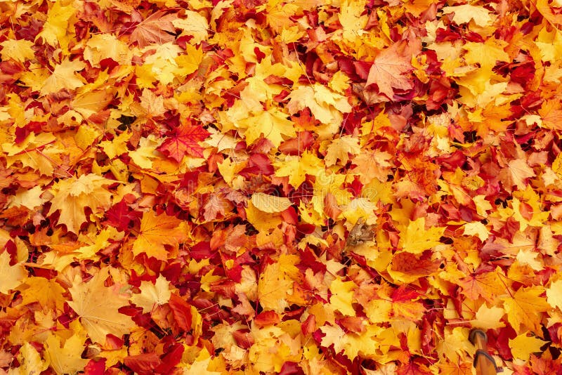 Spadek pomarańcze i czerwieni jesień liść na ziemi