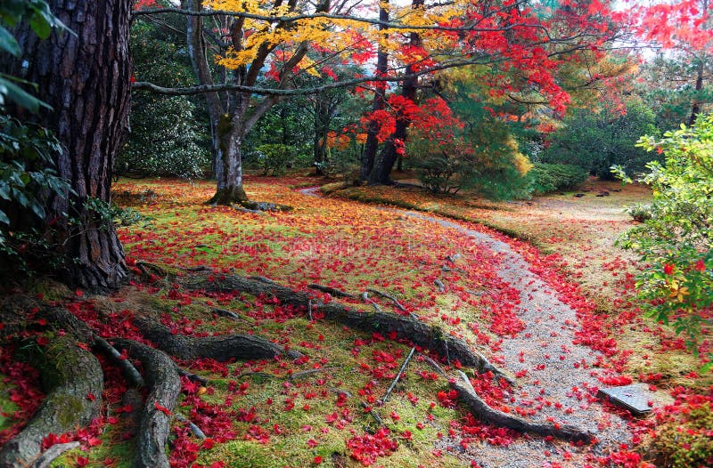 Spadek sceneria kolorowy ulistnienie Japońscy klonowi drzewa i spadać liście na śladzie w ogródzie Shugakuin imperiału willa